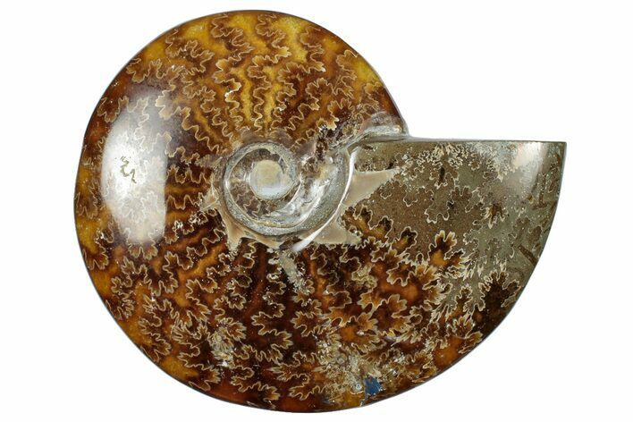 Polished Cretaceous Ammonite (Cleoniceras) Fossil - Madagascar #305956